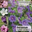 Geranium CD