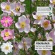 Anemonen CD