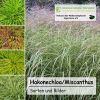 Cover Hakonechloa/Miscanthus-CD