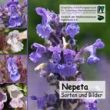 Nepeta CD