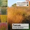 Cover Panicum-CD