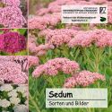 Cover Sedum
