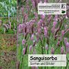 Cover sanguisorba CD