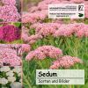 Cover Sedum CD