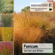 Panicum-CD