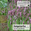 Sanguisorba-CD